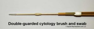 The importance of uterine cytology - The Cytology Brush