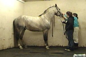 Estrus Urine Teasing