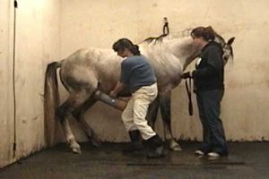 AV introduction, stallions starts to thrust