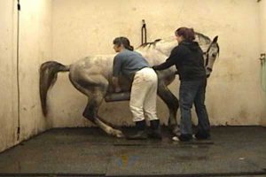 Hocks well under, head lowered, stallion is ejaculating