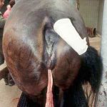 Retained Fetal Membranes