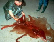 Inspecting the placenta